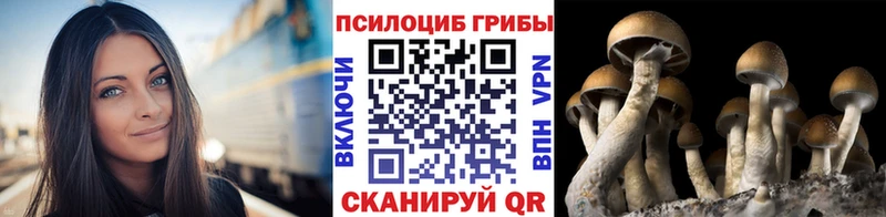Галлюциногенные грибы Psilocybe  Снежногорск 